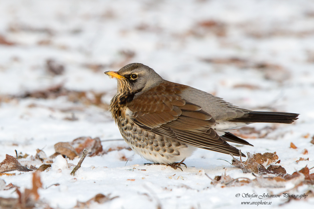 Bjrktrast / Fieldfare Turdus pilaris 