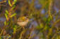 Brandkronad kungsfgel / Firecrest Regulus ignicapilla 