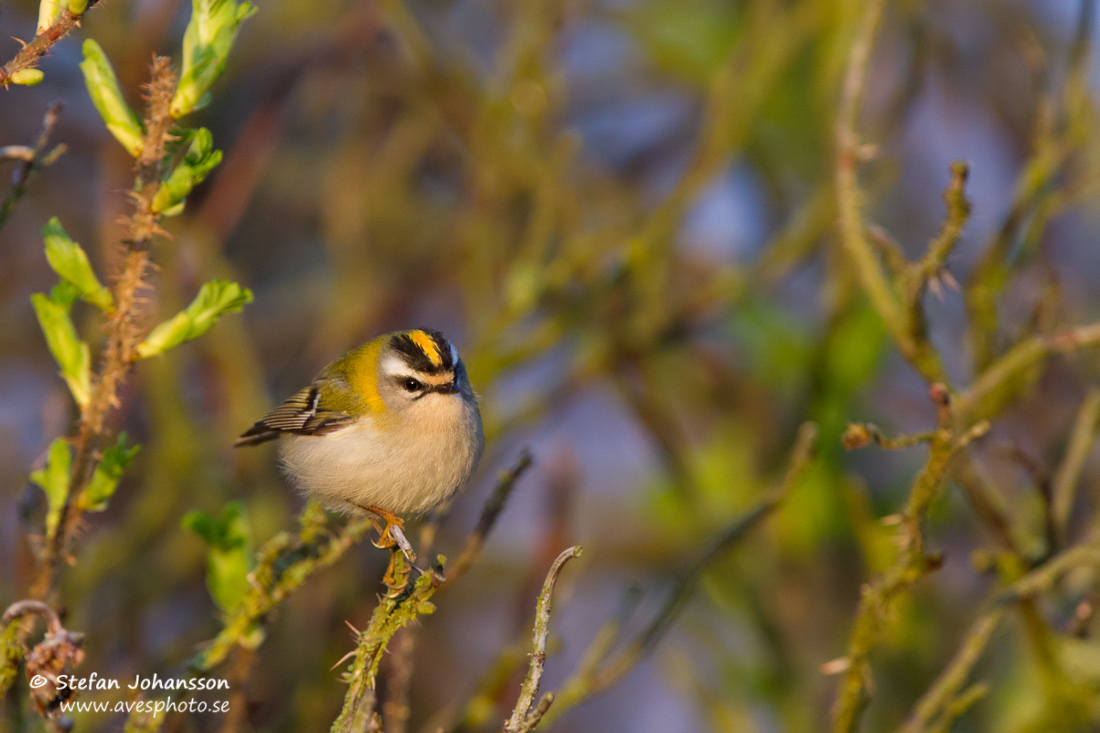 Brandkronad kungsfgel / Firecrest 