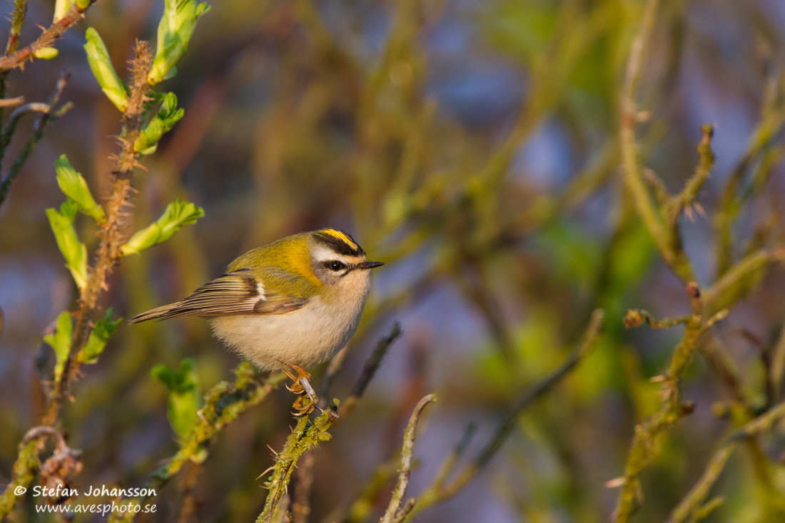 Brandkronad kungsfgel / Firecrest 