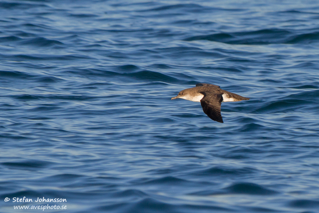 Black-vented Shearwater 