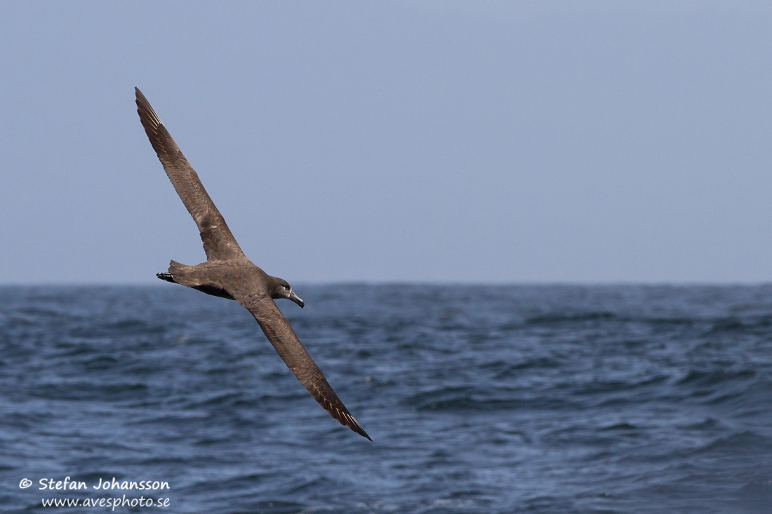 Black-footed Albatross Phoebastria nigripes