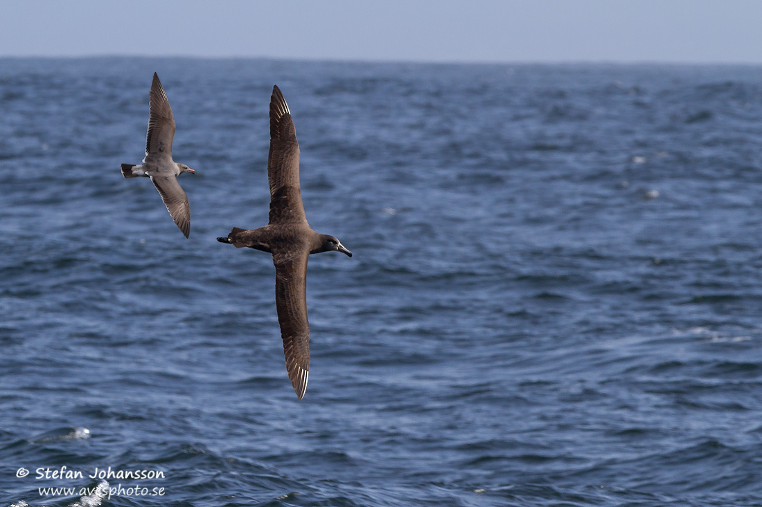 Black-footed Albatross Phoebastria nigripes