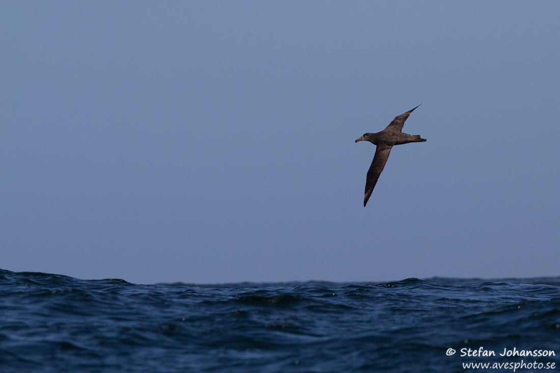 Black-footed Albatross Phoebastria nigripes