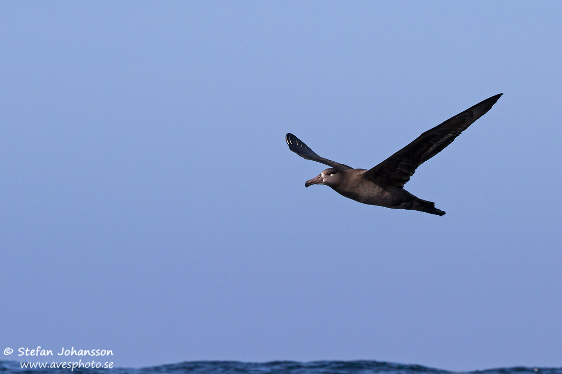 Black-footed Albatross Phoebastria nigripes