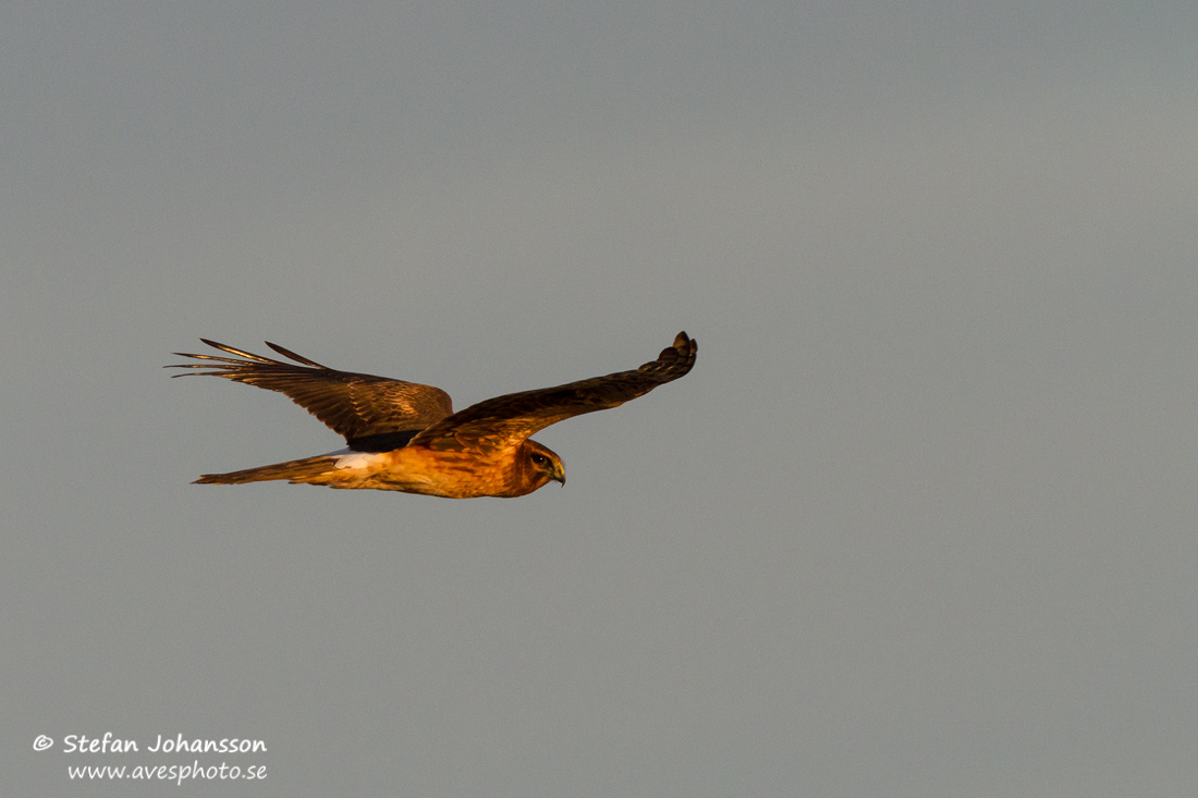 Northern Harrier Circus hudsonius 