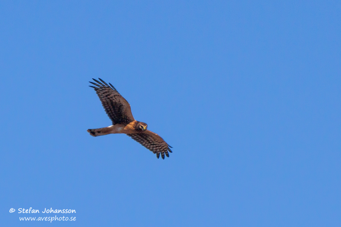 Northern Harrier Circus hudsonius 