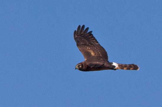 Northern Harrier 