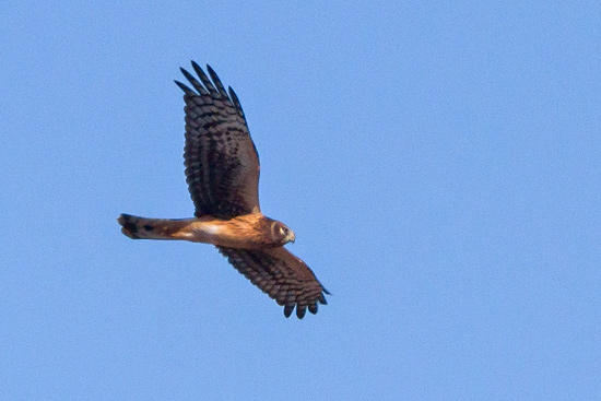 Northern Harrier 