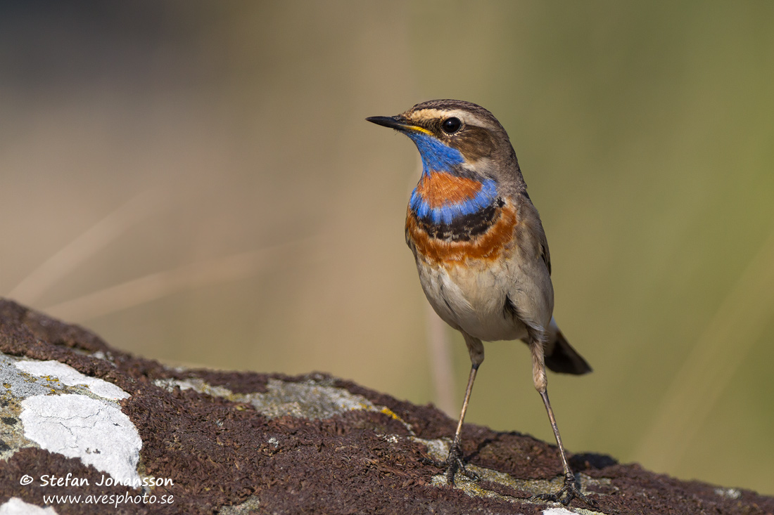 Blhake / Bluethroat Luscinia svecica 