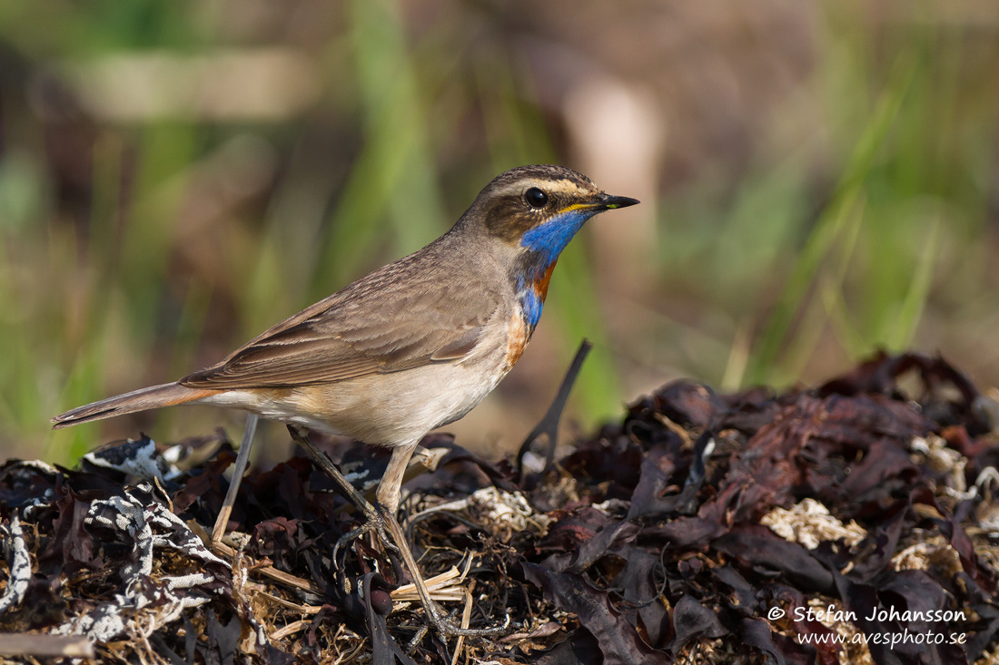 Blhake / Bluethroat Luscinia svecica 