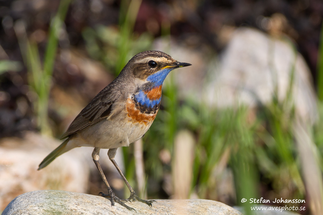 Blhake / Bluethroat Luscinia svecica 