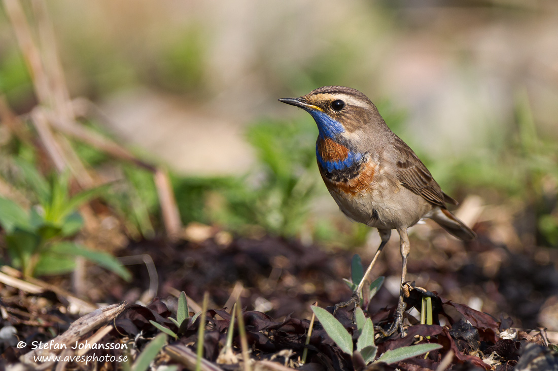 Blhake / Bluethroat Luscinia svecica 