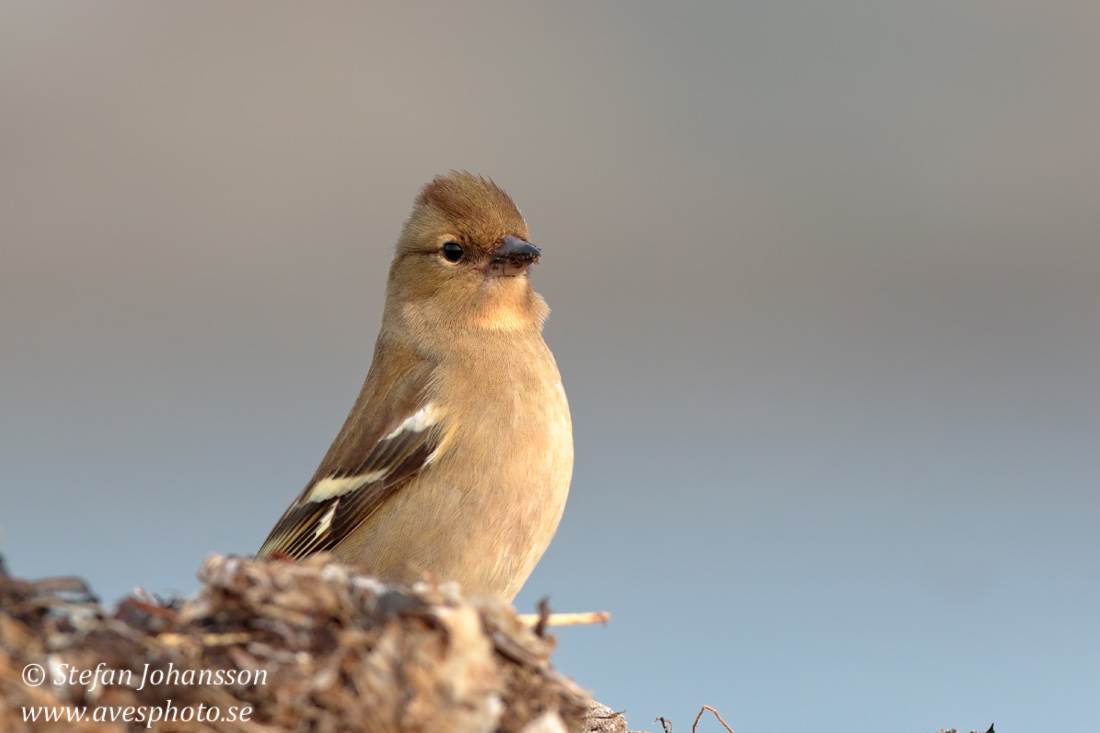 Bofink / Chaffinch 