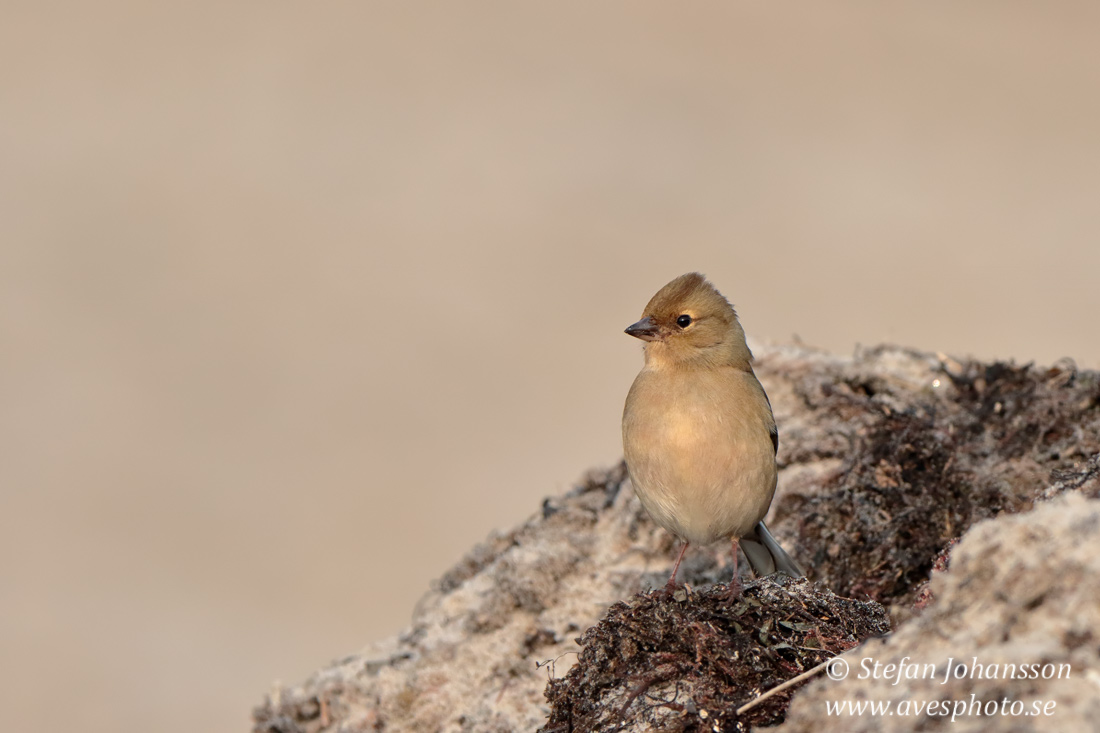 Bofink / Chaffinch 