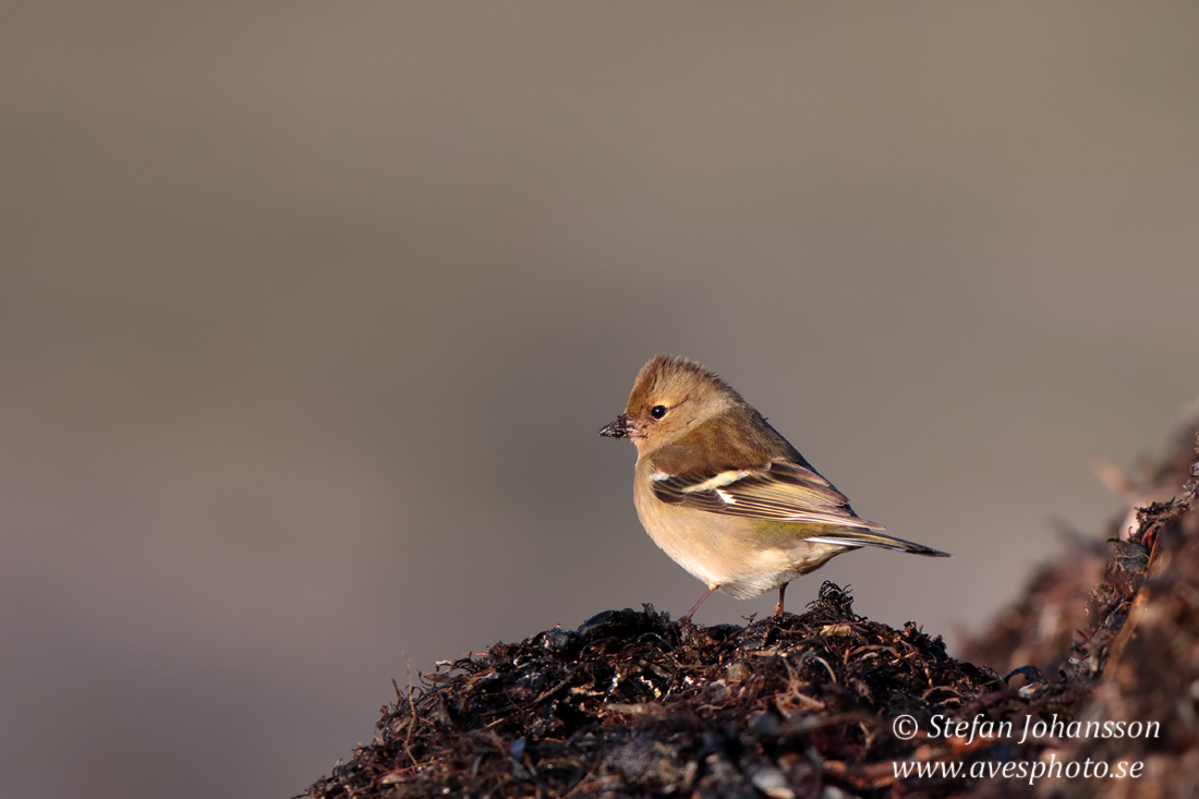 Bofink / Chaffinch 