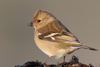 Bofink / Chaffinch 