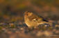 Bofink / Chaffinch Fringilla coelebs 