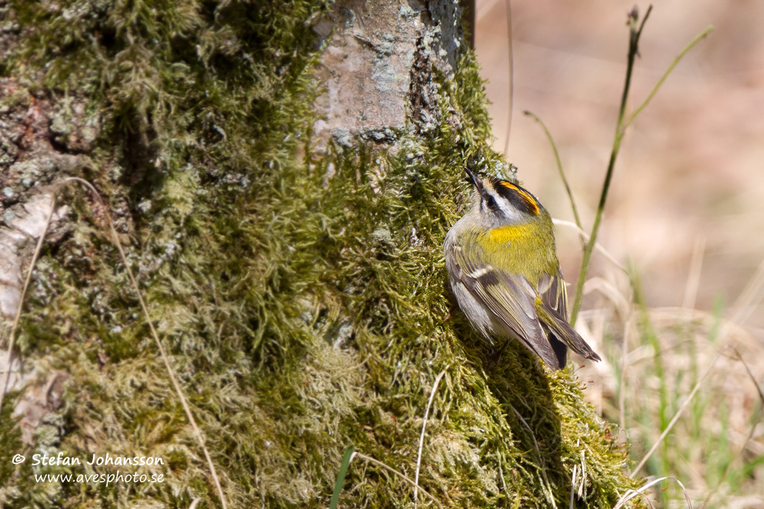 Brandkronad kungsfgel / Firecrest Regulus ignicapilla 