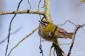 Brandkronad kungsfgel / Firecrest Regulus ignicapilla 