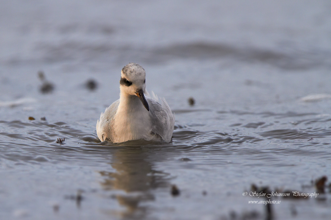 Brednbbad simsnppa / Grey Phalarope Phalaropes fulicarius 