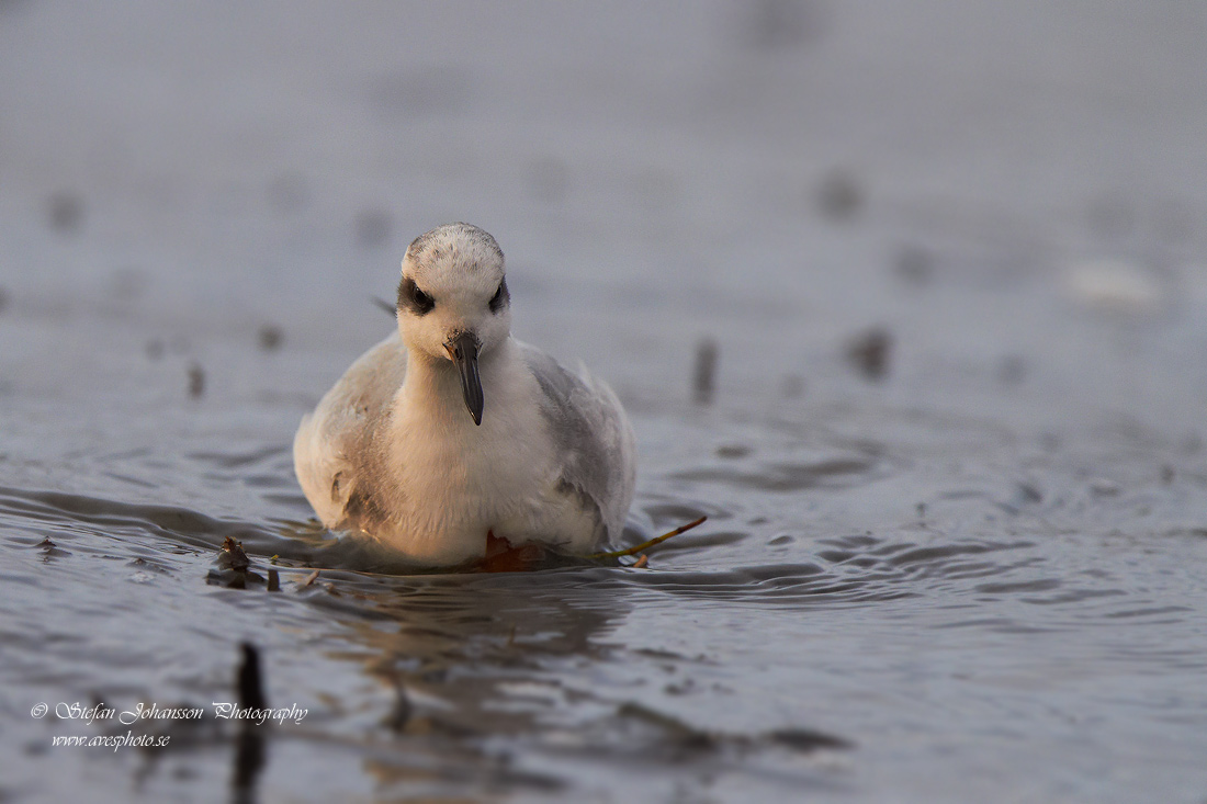 Brednbbad simsnppa / Grey Phalarope Phalaropes fulicarius 