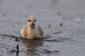 Brednbbad simsnppa / Grey Phalarope Phalaropes fulicarius 