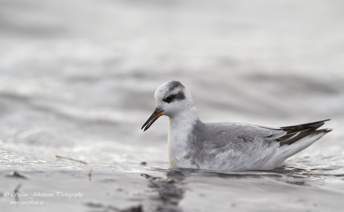 Brednbbad simsnppa / Grey Phalarope Phalaropes fulicarius 