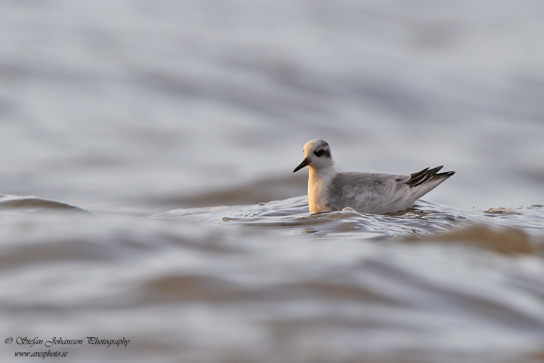 Brednäbbad simsnäppa / Grey Phalarope Phalaropes fulicarius 