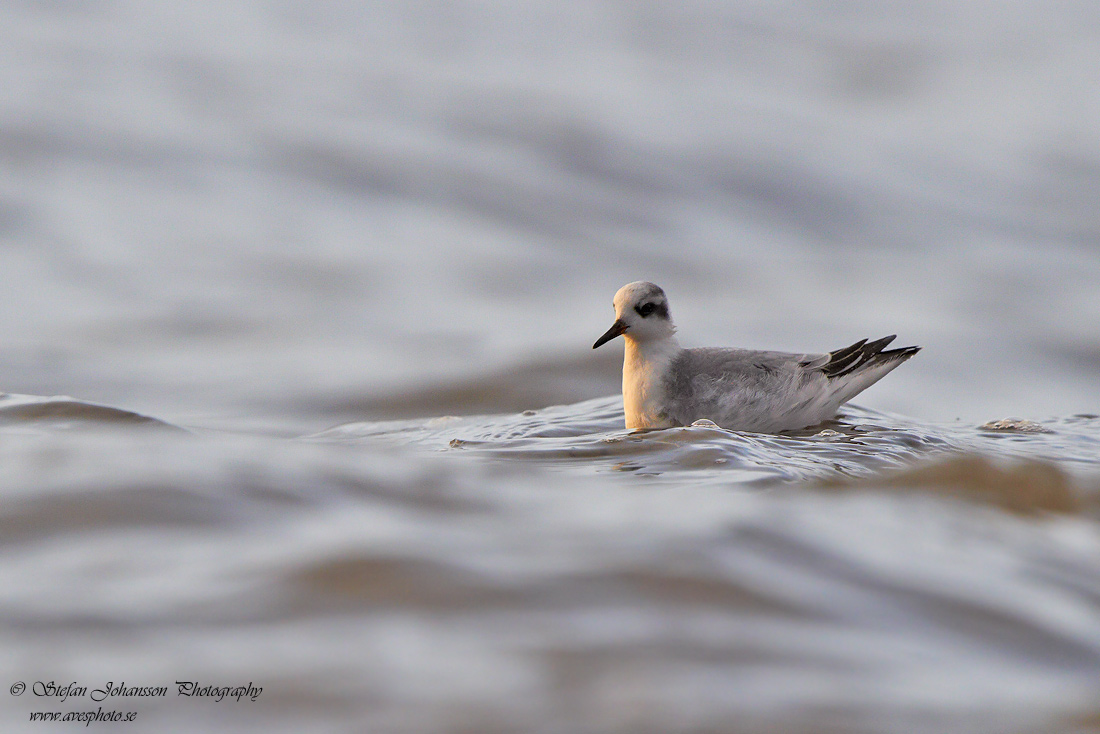 Brednbbad simsnppa / Grey Phalarope Phalaropes fulicarius 