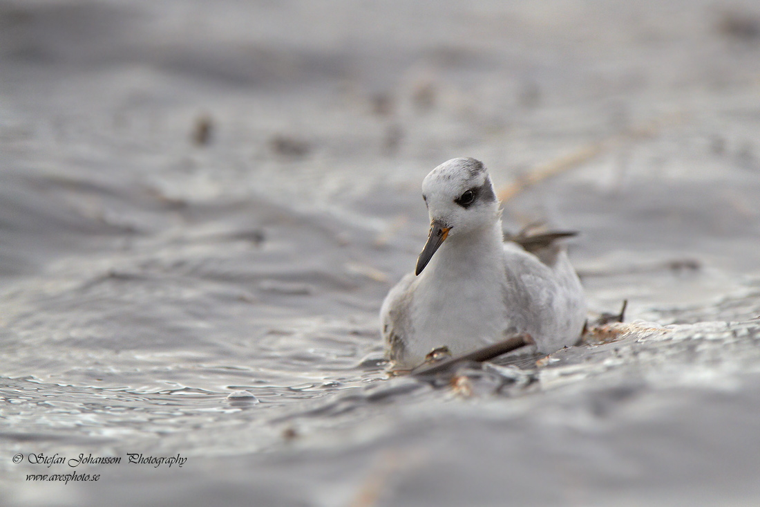 Brednäbbad simsnäppa / Grey Phalarope Phalaropes fulicarius 