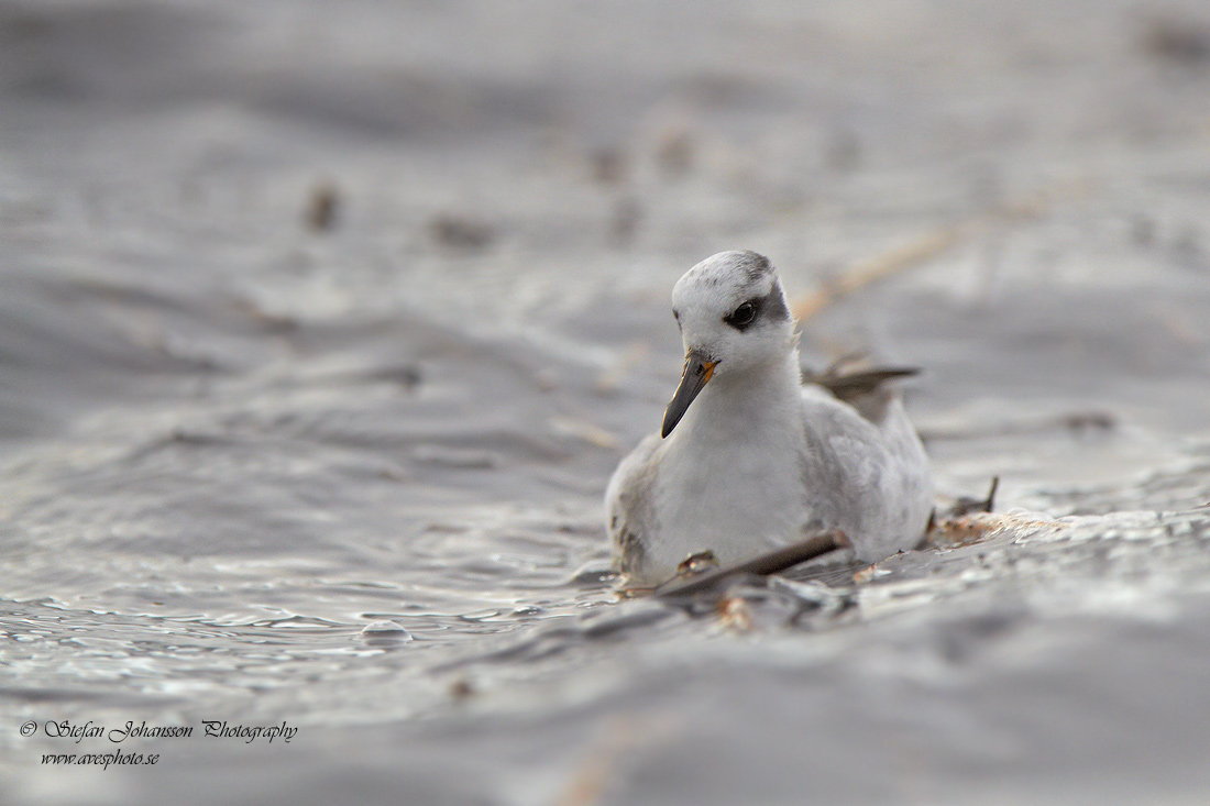 Brednbbad simsnppa / Grey Phalarope Phalaropes fulicarius 