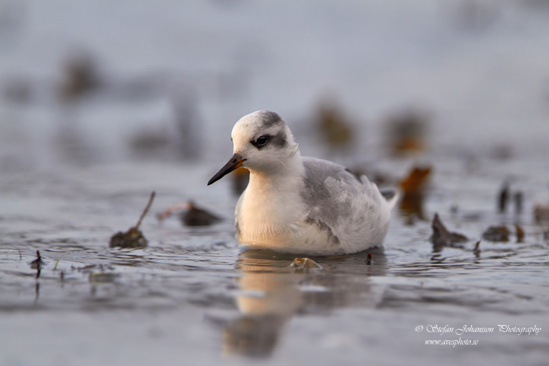 Brednbbad simsnppa / Grey Phalarope Phalaropes fulicarius 