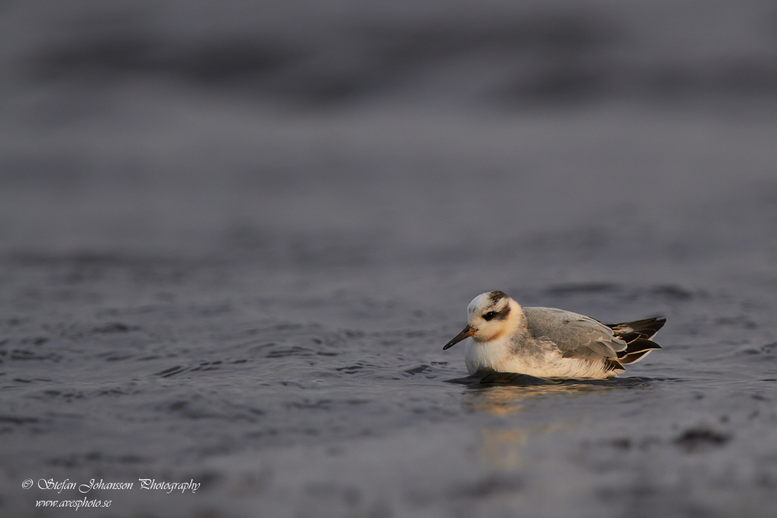 Brednbbad simsnppa / Grey Phalarope Phalaropes fulicarius 