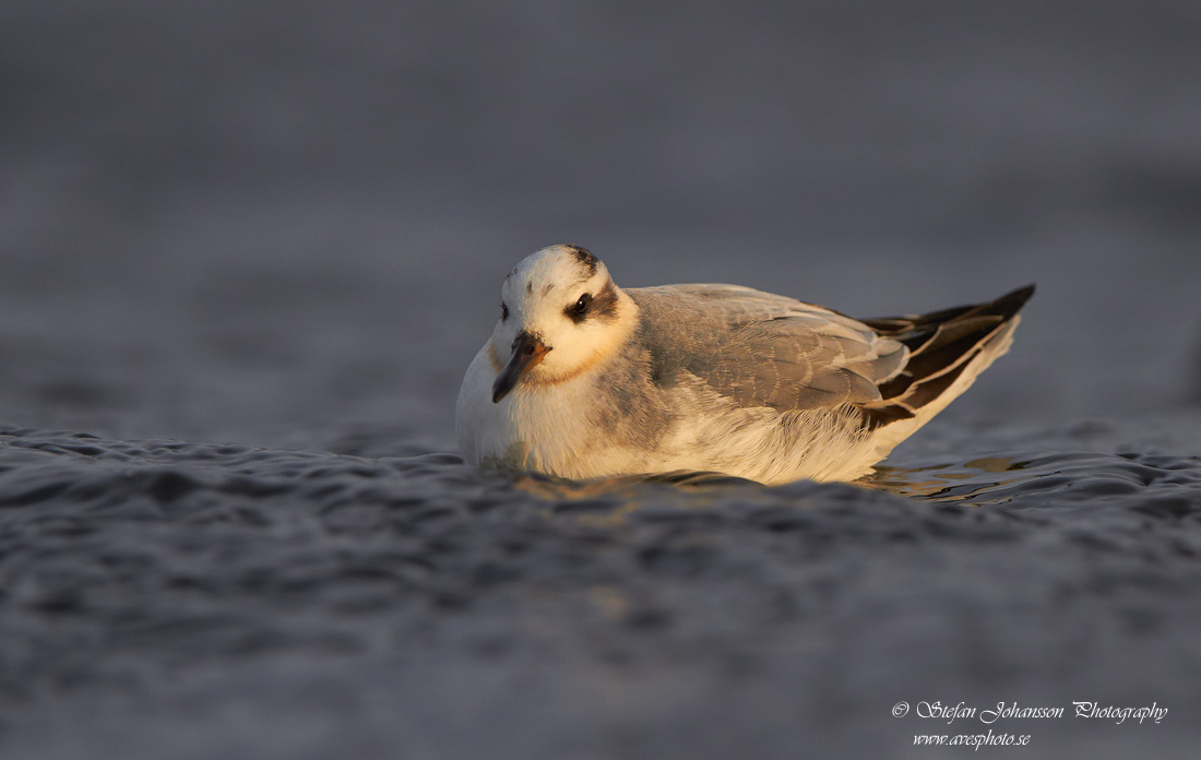 Brednbbad simsnppa / Grey Phalarope Phalaropes fulicarius 