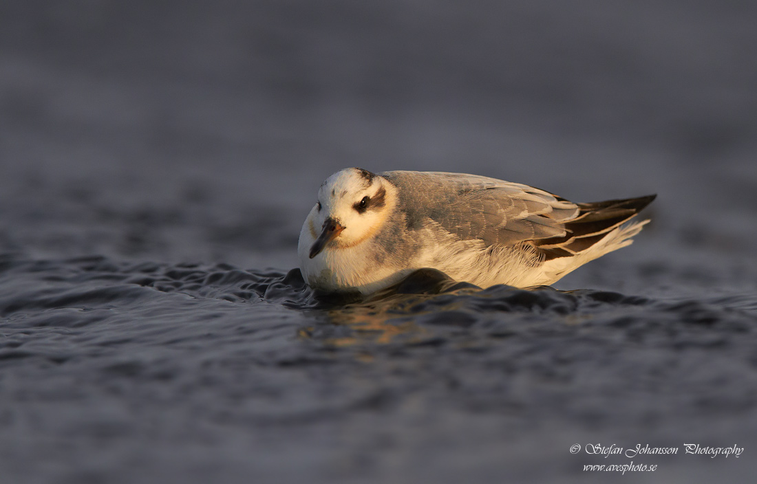 Brednbbad simsnppa / Grey Phalarope Phalaropes fulicarius 