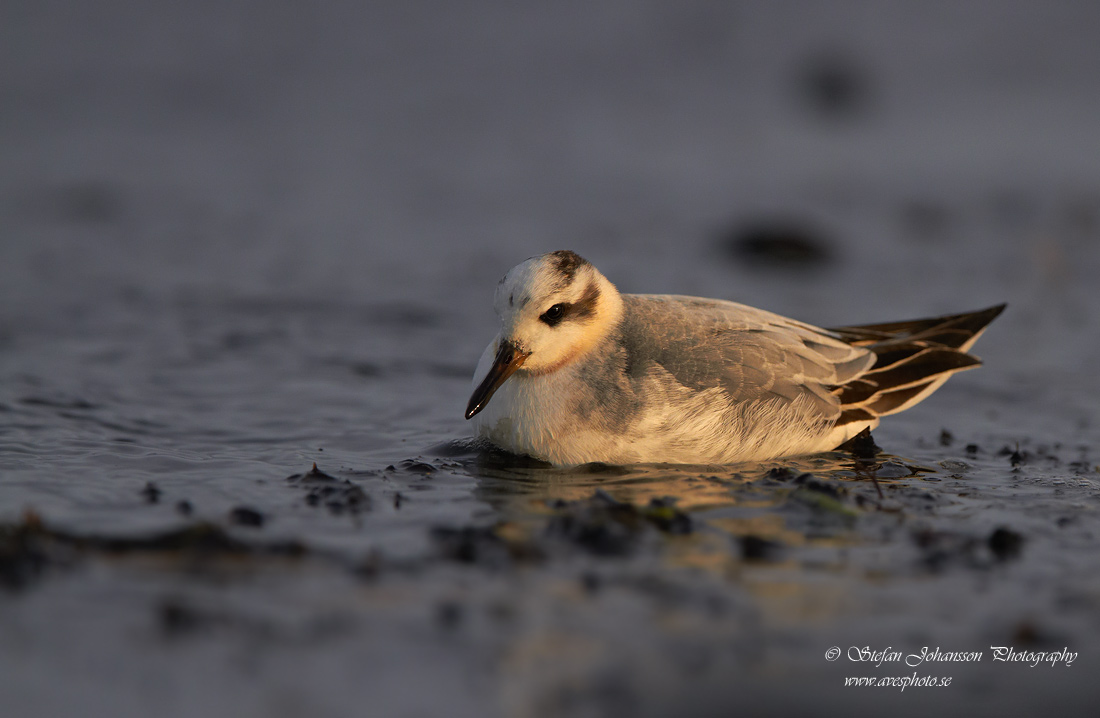 Brednbbad simsnppa / Grey Phalarope Phalaropes fulicarius 