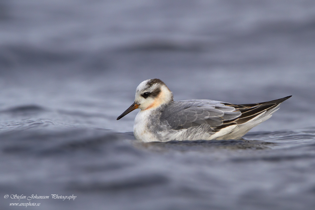 Brednbbad simsnppa / Grey Phalarope Phalaropes fulicarius 