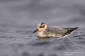 Brednbbad simsnppa / Grey Phalarope Phalaropes fulicarius 