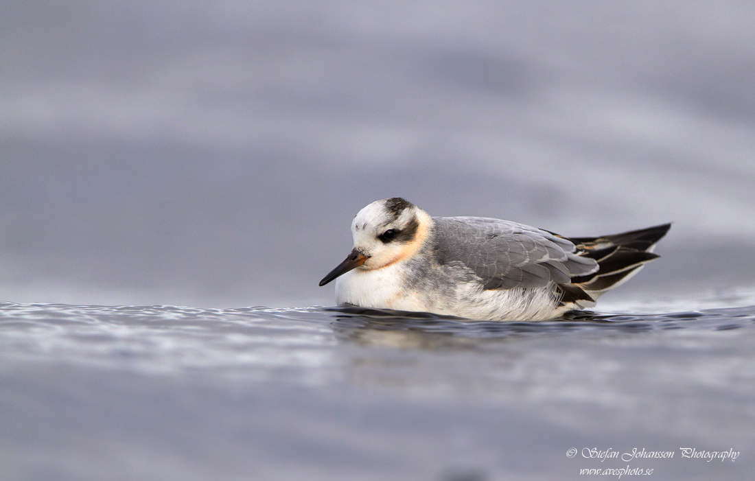 Phalaropes fulicarius