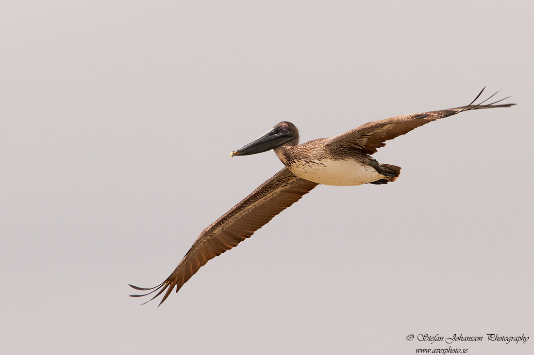 Brun pelikan / Brown Pelican Pelecanus occidentalis