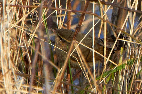 Phylloscopus fuscatus