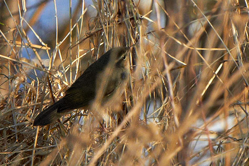 Phylloscopus fuscatus