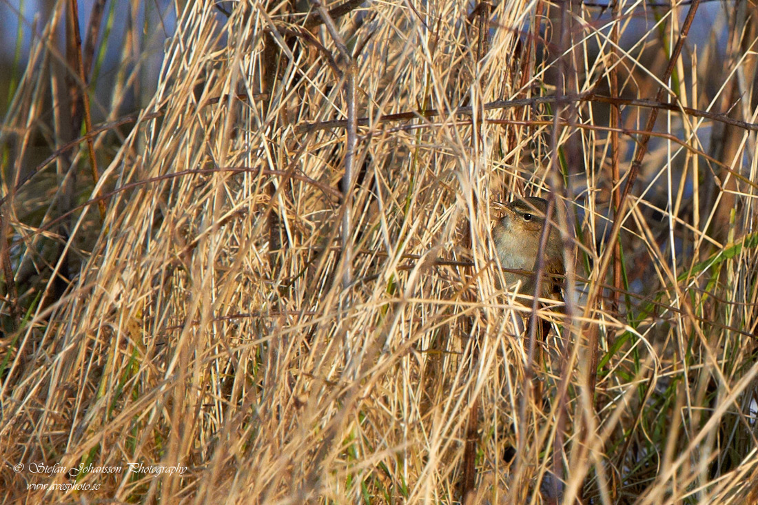 Phylloscopus fuscatus