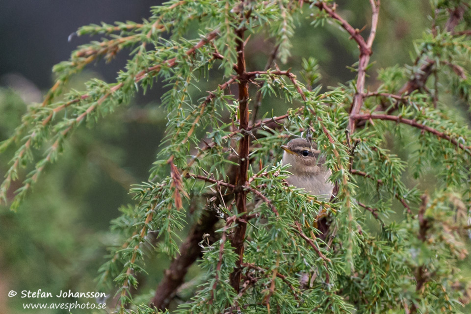 Brunsngare / Dusky Warbler Phylloscopus fuscatus 