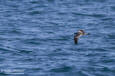 Buller's Shearwater Puffinus bulleri