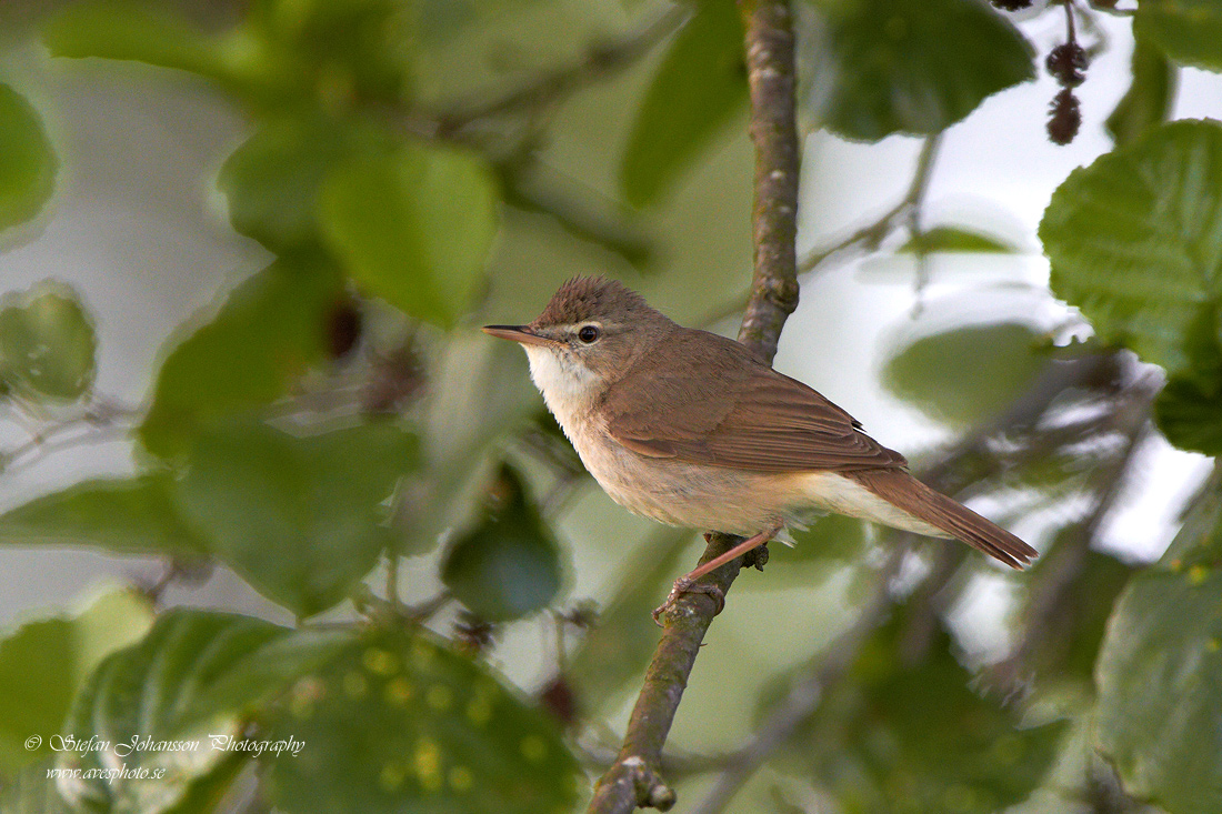 Busksngare / Blyth`s Reed Warbler Acrocephalus dumetorum 