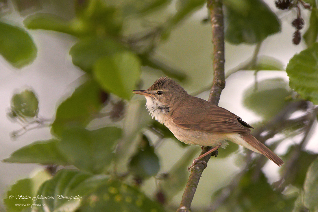 Busksngare / Blyth`s Reed Warbler Acrocephalus dumetorum 