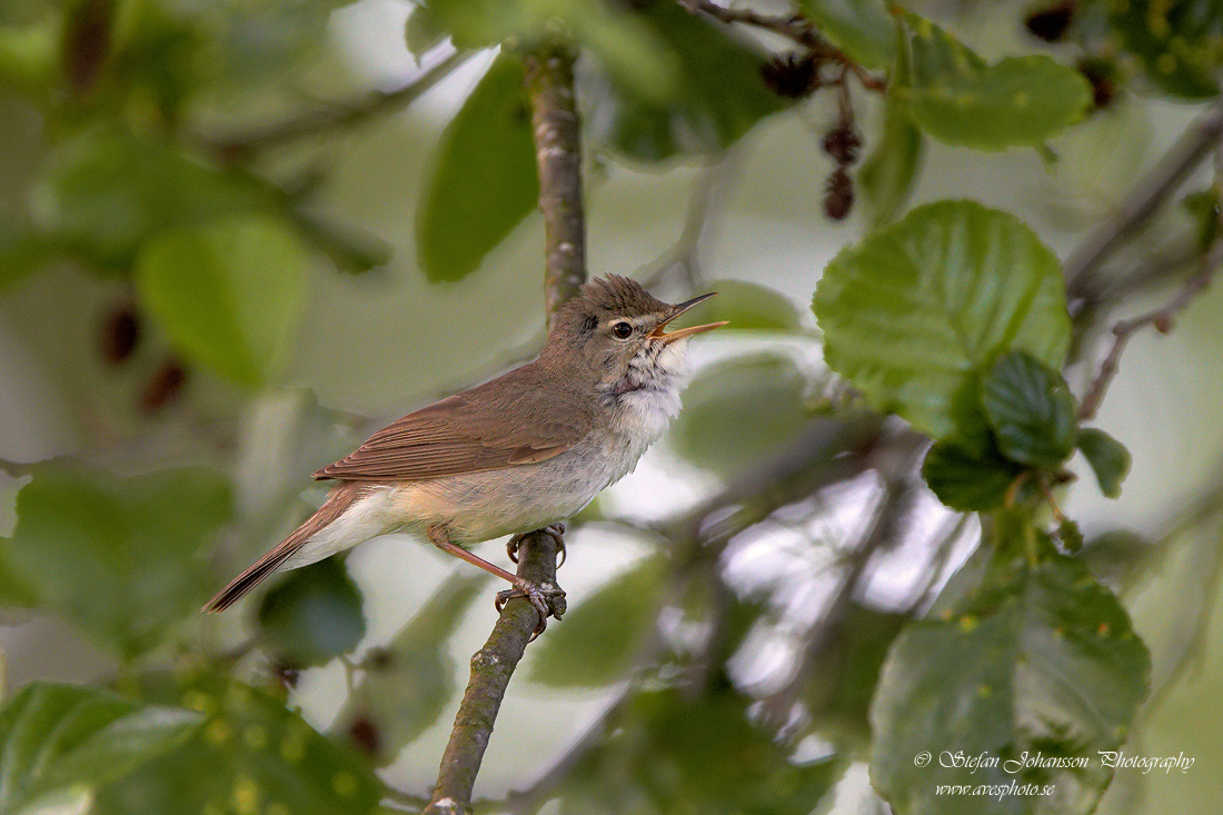 Busksngare / Blyth`s Reed Warbler Acrocephalus dumetorum 