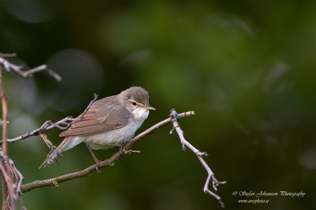 Busksngare / Blyth`s Reed Warbler Acrocephalus dumetorum 